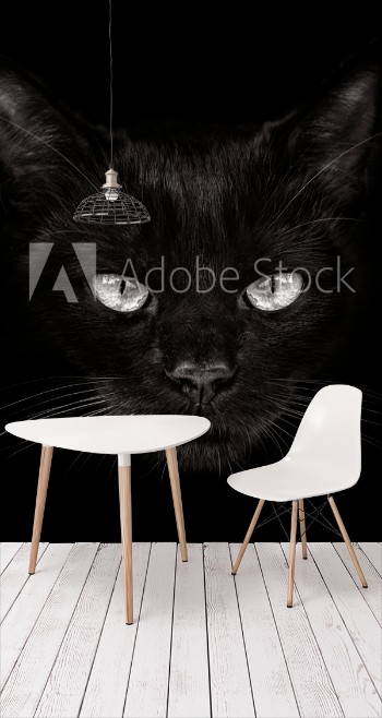 Picture of Dark muzzle cat close-up front view